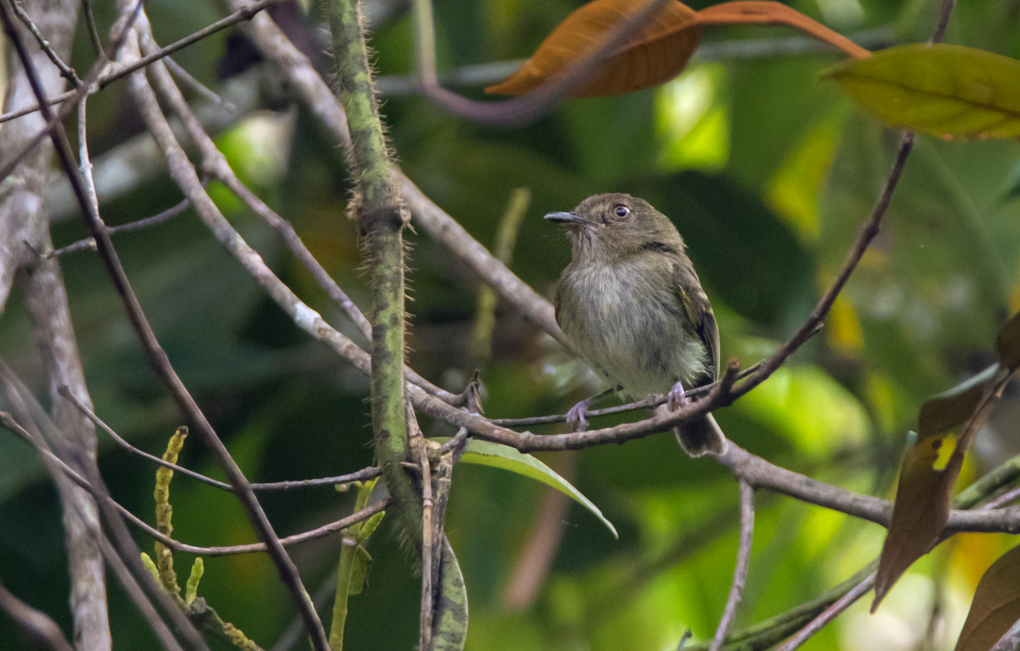 Yungas Tody-Tyrant (Hemitriccus spodiops), photo 1