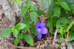 Achimenes longiflora