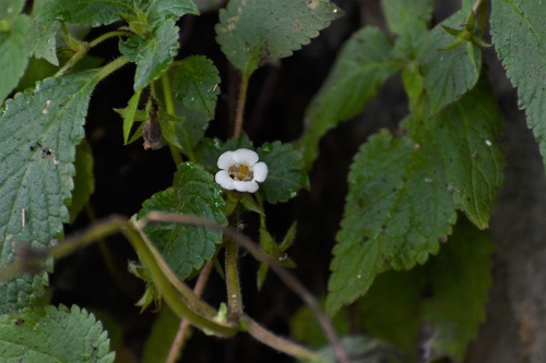 Achimenes misera, photograph 3