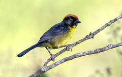 Atlapetes melanolaemus