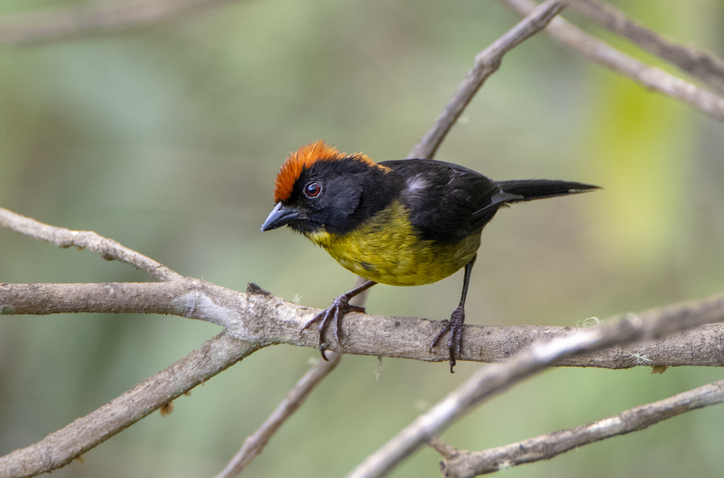Black-faced Brushfinch photo