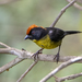 Black-faced Brushfinch - Photo (c) David F. Belmonte, some rights reserved (CC BY-NC), uploaded by David F. Belmonte