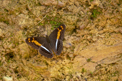 Adelpha olynthia