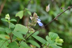 Salvia mocinoi