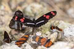 Heliconius telesiphe