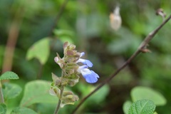 Salvia mocinoi
