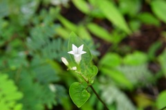 Spigelia humboldtiana