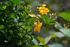 Gaudichaudia hexandra