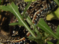 Liolaemus wiegmannii