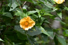 Dendrosida sharpiana