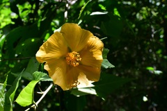 Dendrosida sharpiana