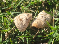Chlorophyllum molybdites