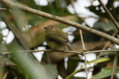 Hemitriccus spodiops