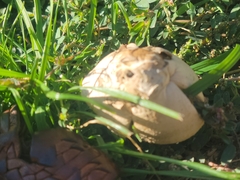 Chlorophyllum molybdites