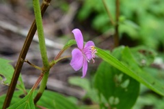 Heterocentron muricatum