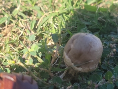 Chlorophyllum molybdites