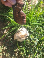 Chlorophyllum molybdites