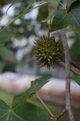 Liquidambar styraciflua