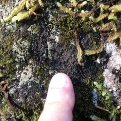 Fuscopannaria pacifica