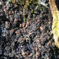 Fuscopannaria pacifica