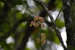 Trichocentrum andreanum