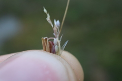Sporobolus neglectus
