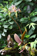 Trichocentrum andreanum