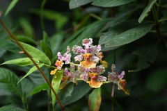 Trichocentrum andreanum