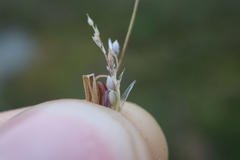 Sporobolus neglectus