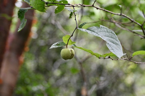 Phyllanthus grandifolius, photograph 4
