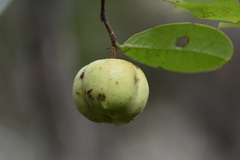 Phyllanthus grandifolius