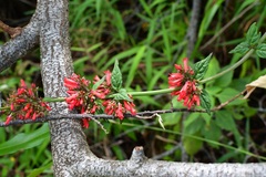 Russelia verticillata