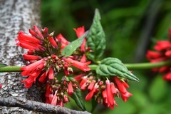 Russelia verticillata