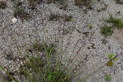Bouteloua elata