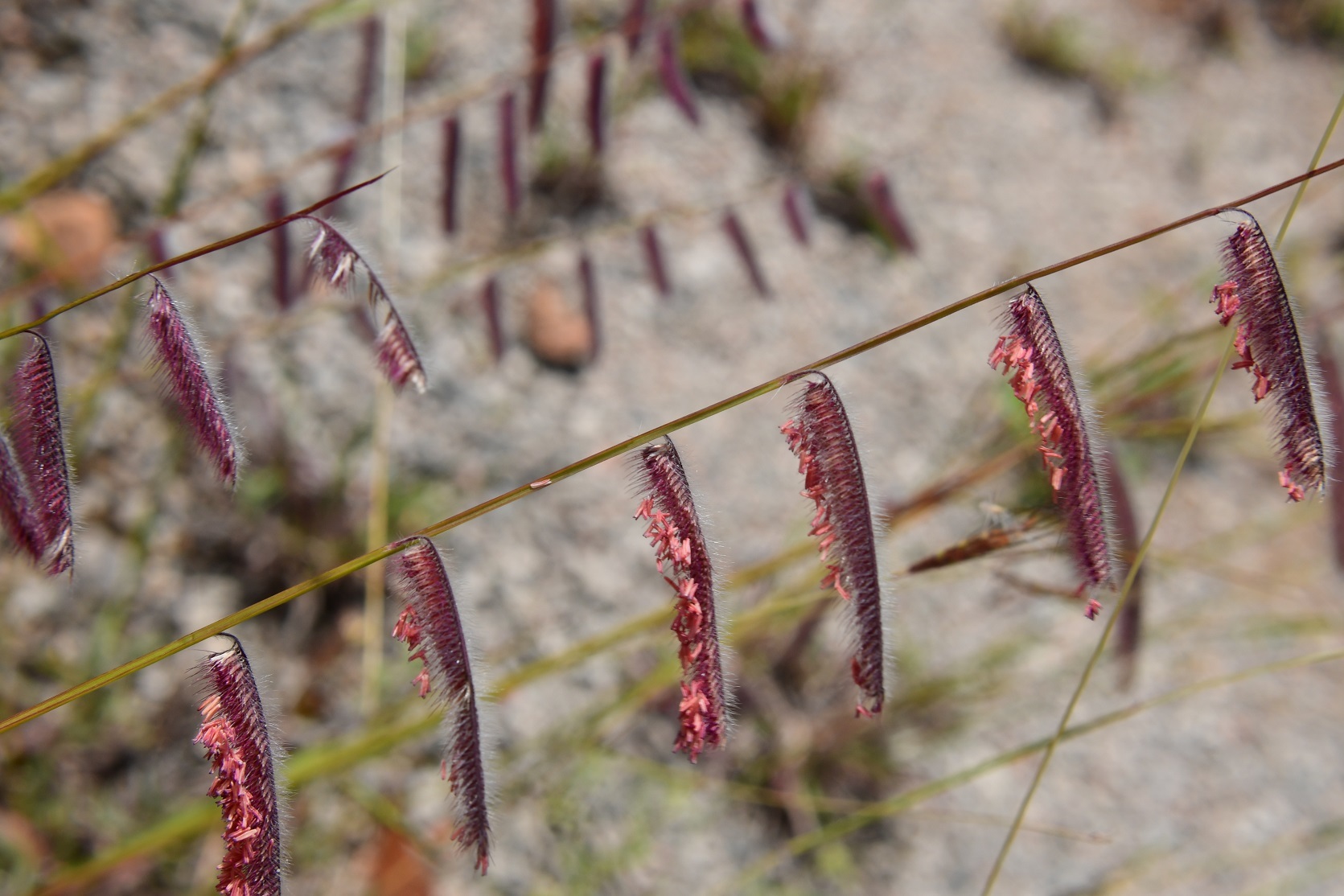 Bouteloua elata