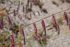 Bouteloua elata