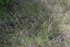 Bouteloua elata