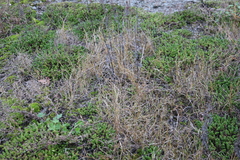 Sporobolus neglectus