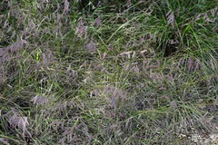 Bouteloua elata