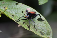 Protomydas rubidapex