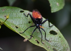 Protomydas rubidapex