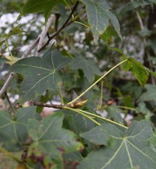 Liquidambar styraciflua