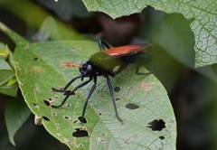 Protomydas rubidapex