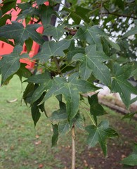 Liquidambar styraciflua