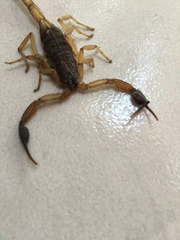 Centruroides chiapanensis