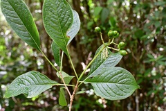 Eumachia microdon