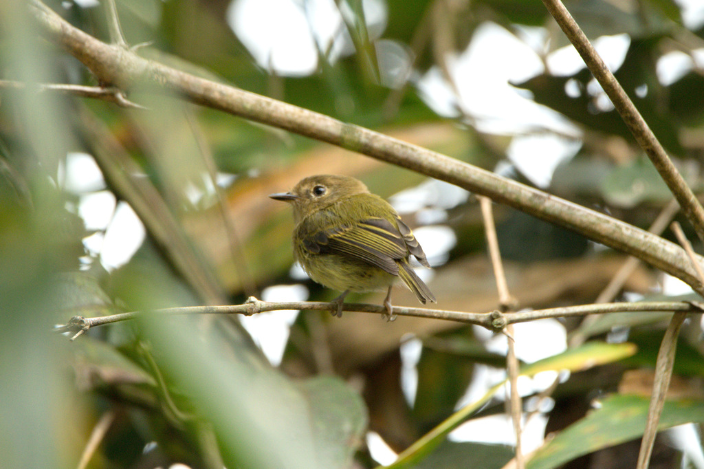 Yungas Tody-Tyrant (Hemitriccus spodiops) photo