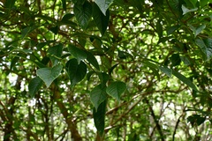 Eumachia microdon