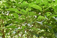 Eumachia microdon
