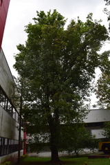 Liquidambar styraciflua